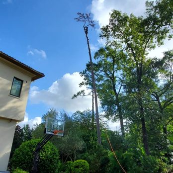 Williams Tree Service - Tree Services Near Me Williams Tree Service - Tree Services Near Me