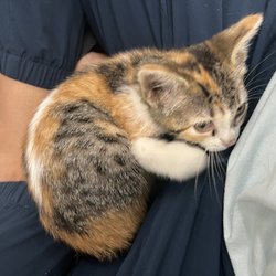 Humane Society of Boulder Valley