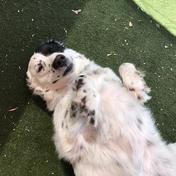 Wunderbar's Pet Hotel - Susan enjoying her private playtime - Pet Boarding Near Me - Walnut Creek, California Wunderbar's Pet Hotel - Susan enjoying her private playtime - Pet Boarding Near Me - Walnut Creek, California