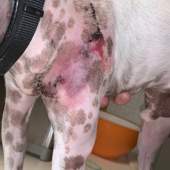 Veterinary Emergency Center - Another view of how engorged and puss filled it was. He should have had a drain from day one. - Veterinarians Near Me - Redlands, California