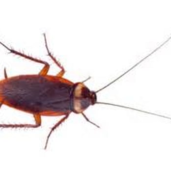 Die Na Mite Termite Company - Home Inspectors Near Me - Hesperia, California Die Na Mite Termite Company - Home Inspectors Near Me - Hesperia, California