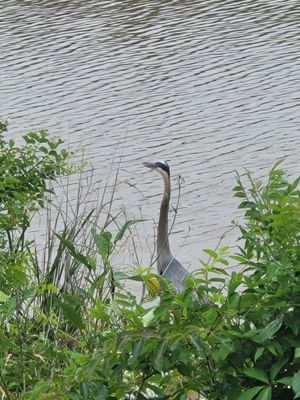 Blackwater National Wildlife Refuge by null