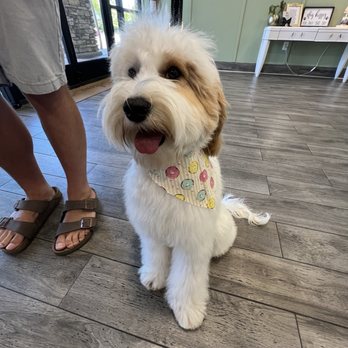 Pup Culture Grooming - Pet Groomers Near Me - Lincoln, California Pup Culture Grooming - Pet Groomers Near Me - Lincoln, California