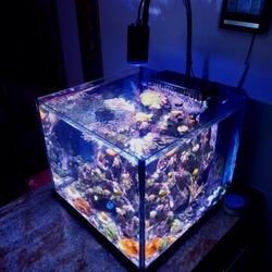 Blue Fish Aquariums - Cube Tank Magic