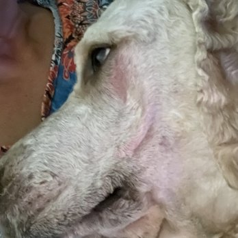 Petco - Razor burn - Pet Training Near Me - Corpus Christi, Texas
