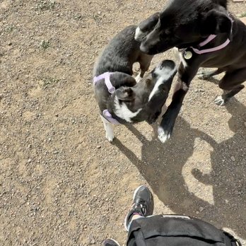 Westminster Dog Park - Dog Parks Near Me - Westminster, Colorado Westminster Dog Park - Dog Parks Near Me - Westminster, Colorado