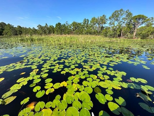 Eco Tours - Tour with Captain Todd Hastings and his first mate, Dawn. Todd has captained boats in St Cloud for almost 25 years. Todd and Dawn have a love of this area and have enjoyed introducing newcomers and visitors alike to the lakes in our own backyard.
