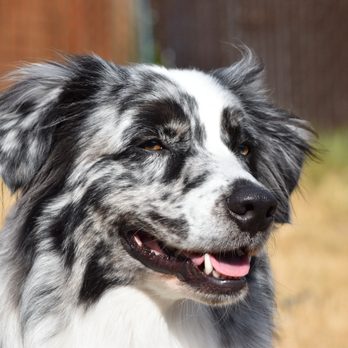 Nascent Phoenix - Pet Training Near Me - Federal Way, Washington Nascent Phoenix - Pet Training Near Me - Federal Way, Washington