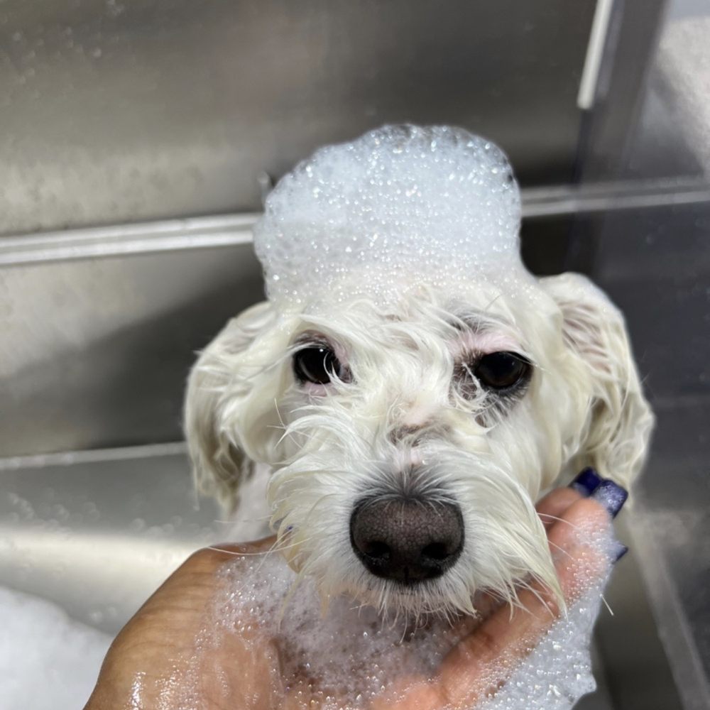 Dogdrop - Pet Sitting Near Me - Los Angeles, California Dogdrop - Pet Sitting Near Me - Los Angeles, California