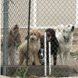 Pet Pals Place