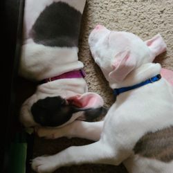 Ridgewood Court Apartments - Karma and Luca. Just chillin.