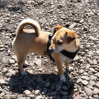 Danescourt and Radyr Petcare - One of my faves belle - Dog Walkers Near Me - Cardiff, CRF Danescourt and Radyr Petcare - One of my faves belle - Dog Walkers Near Me - Cardiff, CRF