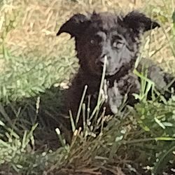 Sharp Dog Training & Behavior Specialist - This is Zulu my personal dog. I have worked with her from 8 weeks old to current. She is now a service animal.