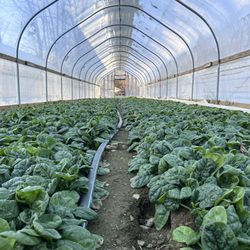 Heron Pond Farm - Spinach greenhouse