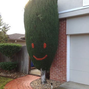 Stumpy's Tree Service - Cypress tree marked for removal! - Tree Services Near Me - Livermore, California Stumpy's Tree Service - Cypress tree marked for removal! - Tree Services Near Me - Livermore, California
