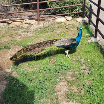 Canzelle Alpacas - The Majestic peacock roaming the garden - Farms Near Me - Carpinteria, California Canzelle Alpacas - The Majestic peacock roaming the garden - Farms Near Me - Carpinteria, California