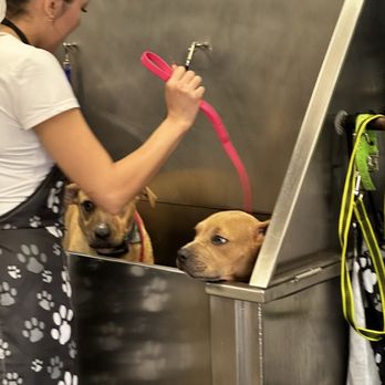 Sham-Paws Self Serve Dog Wash - Pet Groomers Near Me - Placentia, California Sham-Paws Self Serve Dog Wash - Pet Groomers Near Me - Placentia, California