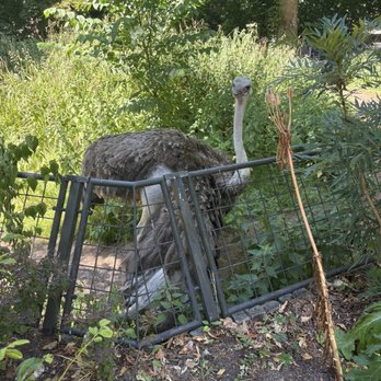 Artis - Zoos Near Me - Amsterdam, New Hampshire