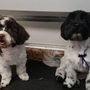 Photo of Furry Furends Mobile Grooming