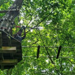 Go Ape Zipline & Adventure Park