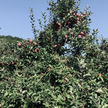 Cider Hill Farm - Pick Your Own Farms Near Me - Amesbury, Massachusetts