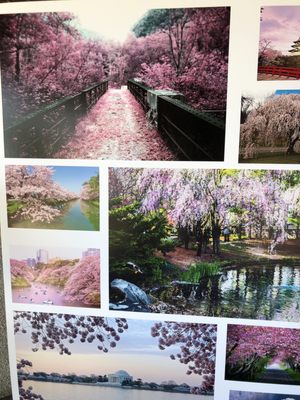 The Shoseian Whispering Pine Japanese Tea House by null