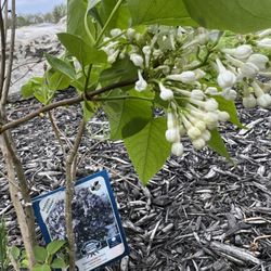 CountryMax - Purple flower tag but white flowers