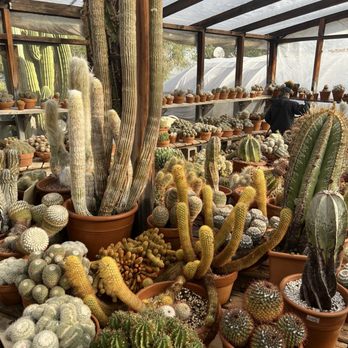 Bach's Cactus Nursery - Nurseries & Gardening Near Me - Tucson, Arizona