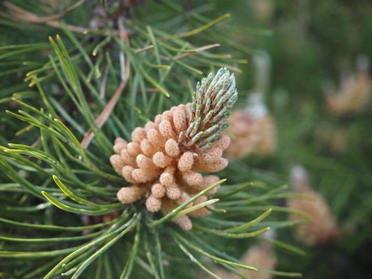 Tropical Greenhouse by null