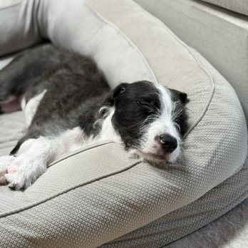 Newport Pet Clinic - Veterinarians Near Me - Tustin, California