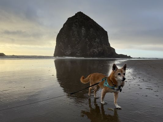 Haystack Rock by null