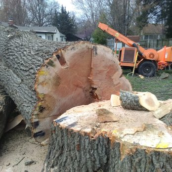 Springfield Tree Service - Tree Services Near Me