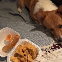 Thai Spoon - Spring rolls, tofu, and dog