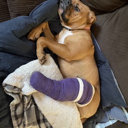 Rosey in her temporary splint. Rosey in her temporary splint.
