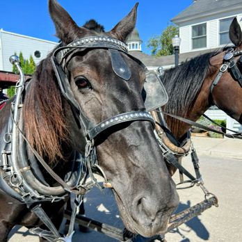 Gough Livery Carriages - Tessa and Champ - Transportation Near Me Gough Livery Carriages - Tessa and Champ - Transportation Near Me