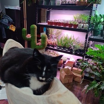 Let It Grow - Their house cat - Nurseries & Gardening Near Me - Hutchinson, Minnesota Let It Grow - Their house cat - Nurseries & Gardening Near Me - Hutchinson, Minnesota