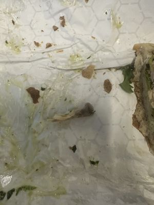 Poulette Rotisserie Chicken by null