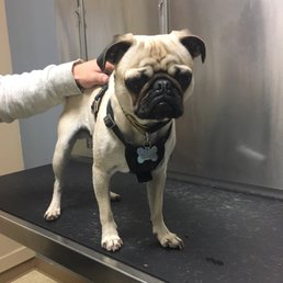Brady at the very friendly vet! Was absolutely happy with them.