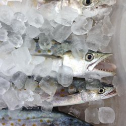 Tide Walker Charters - Mac on Ice