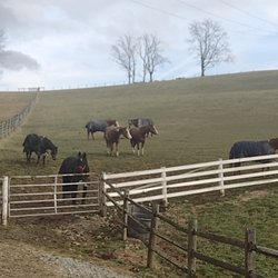 Blue Paw Pet Sitting
