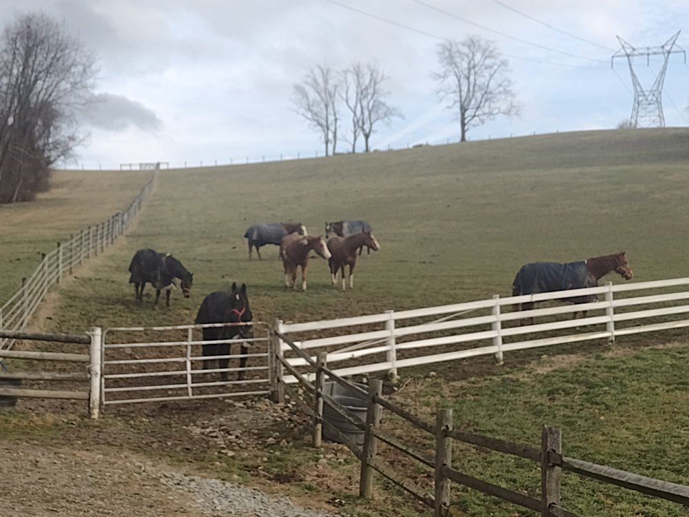 Blue Paw Pet Sitting - pet boarding facility in Bridgeville, PA