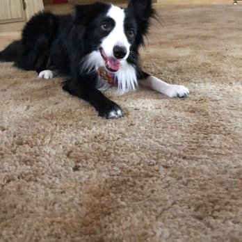 Doggie Doos Grooming - I definitely will be bringing him back and recommend to ANYONE. He is so happy and can tell he feels better after his bath n' tidy! - Pet Groomers Near Me - Phoenix, Arizona
