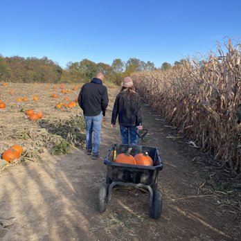 Thistleberry Farm - Picking pumpkins - Parks Near Me - South Bend, Indiana Thistleberry Farm - Picking pumpkins - Parks Near Me - South Bend, Indiana