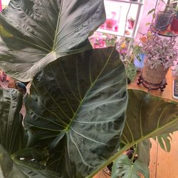 Exotic & Rare Plant Shop - Royal shield Alocasia