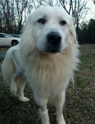 appalachian k9 training center