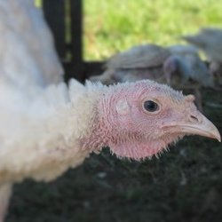 Avery's Branch Farms - A turkey in it's coop.