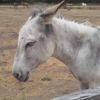 La Purísima Mission State Historic Park - Schmoozing with the white donkey - Parks Near Me - Lompoc, California La Purísima Mission State Historic Park - Schmoozing with the white donkey - Parks Near Me - Lompoc, California