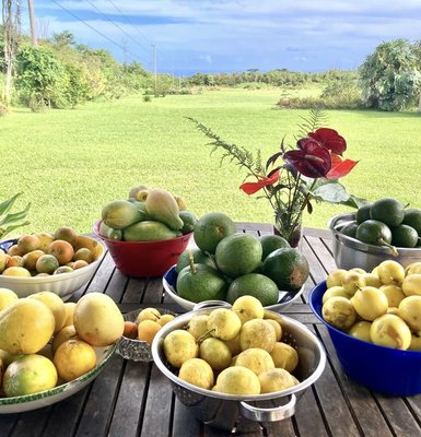 Puna Rainforest Retreat: Hot springs and steam vents by null