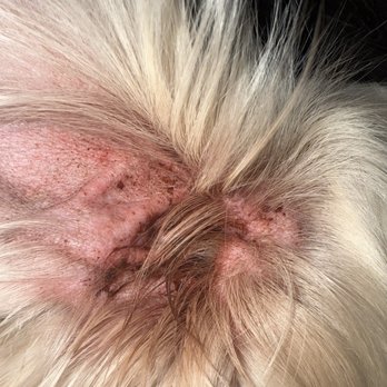 Pawtastic - Ear infection. - Pet Groomers Near Me - Tustin, California Pawtastic - Ear infection. - Pet Groomers Near Me - Tustin, California