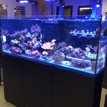 Healthy Pet Center - Corals - Pet Stores Near Me - Latham, New York Healthy Pet Center - Corals - Pet Stores Near Me - Latham, New York